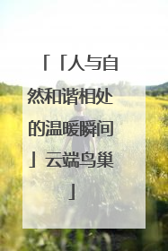 「人与自然和谐相处的温暖瞬间」云端鸟巢