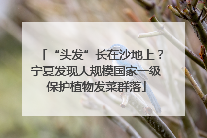 “头发”长在沙地上？宁夏发现大规模国家一级保护植物发菜群落