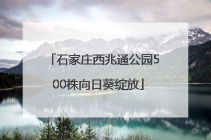 石家庄西兆通公园500株向日葵绽放