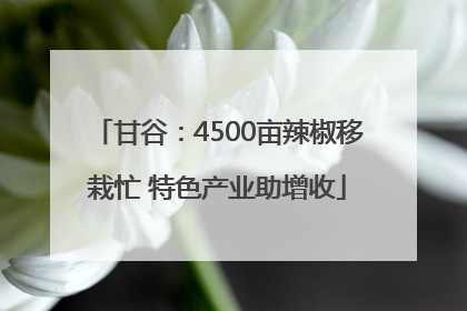 甘谷：4500亩辣椒移栽忙 特色产业助增收