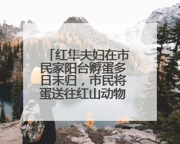 红隼夫妇在市民家阳台孵蛋多日未归，市民将蛋送往红山动物园“抢救”