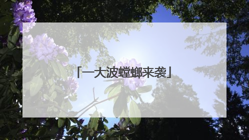 一大波螳螂来袭