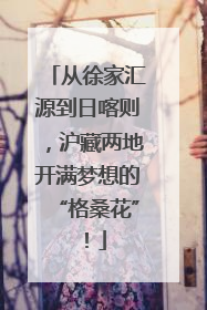 从徐家汇源到日喀则，沪藏两地开满梦想的“格桑花”！