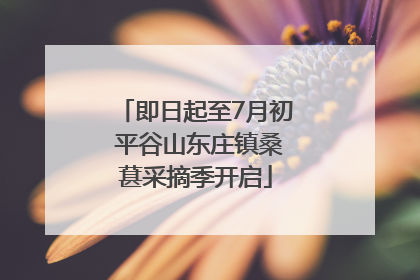 即日起至7月初 平谷山东庄镇桑葚采摘季开启