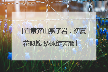 宜章莽山燕子岩：初夏花似锦 绣球绽芳颜