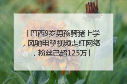 巴西9岁男孩骑猪上学，风驰电掣视频走红网络，粉丝已超125万