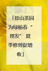 捺山茶园为绿杨春“理发” 夏季修剪促增收