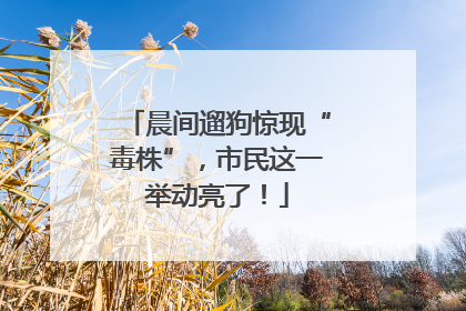 晨间遛狗惊现“毒株”，市民这一举动亮了！