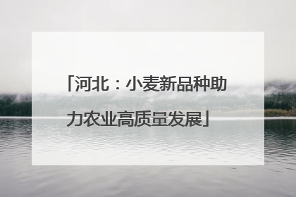 河北：小麦新品种助力农业高质量发展