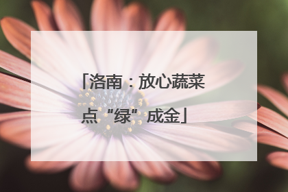 洛南：放心蔬菜点“绿”成金