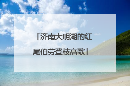 济南大明湖的红尾伯劳登枝高歌