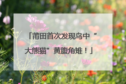 莆田首次发现鸟中“大熊猫”黄腹角雉！
