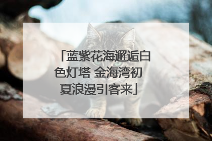蓝紫花海邂逅白色灯塔 金海湾初夏浪漫引客来