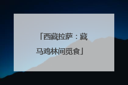 西藏拉萨：藏马鸡林间觅食