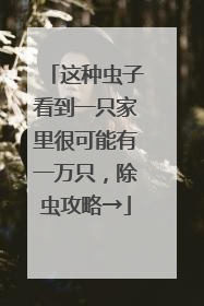 这种虫子看到一只家里很可能有一万只，除虫攻略→