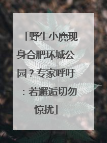 野生小麂现身合肥环城公园？专家呼吁：若邂逅切勿惊扰
