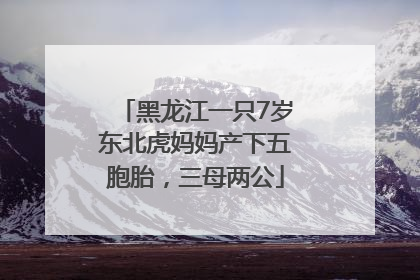 黑龙江一只7岁东北虎妈妈产下五胞胎，三母两公