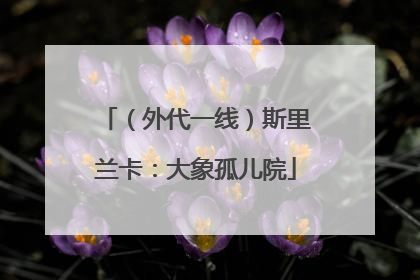 （外代一线）斯里兰卡：大象孤儿院